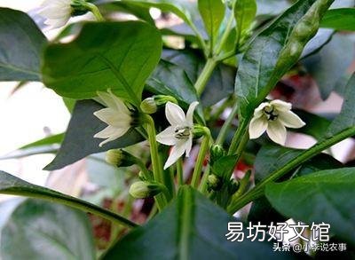 有人说种植辣椒喷醋最高可以增加30%的产量,具体什么时候喷最好?