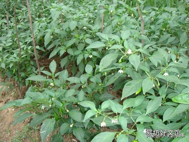 有人说种植辣椒喷醋最高可以增加30%的产量,具体什么时候喷最好?