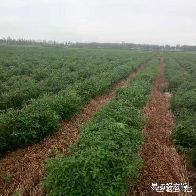 有人说种植辣椒喷醋最高可以增加30%的产量,具体什么时候喷最好?
