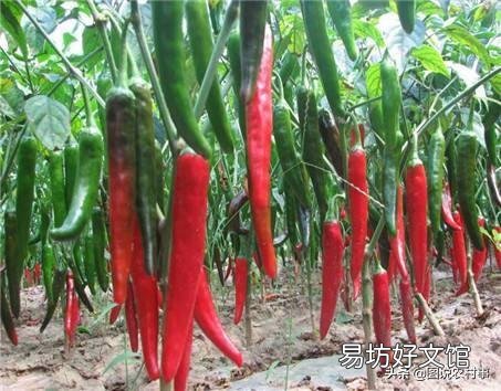 有人说种植辣椒喷醋最高可以增加30%的产量,具体什么时候喷最好?