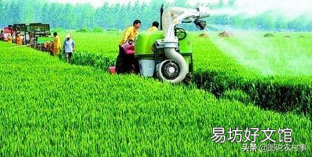 有人说种植辣椒喷醋最高可以增加30%的产量,具体什么时候喷最好?
