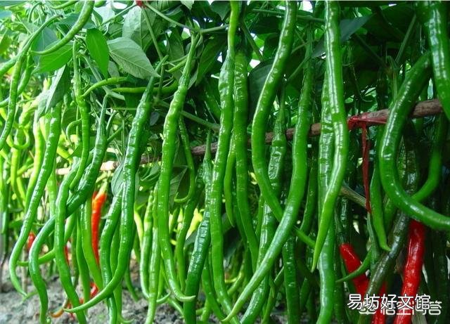 有人说种植辣椒喷醋最高可以增加30%的产量,具体什么时候喷最好?