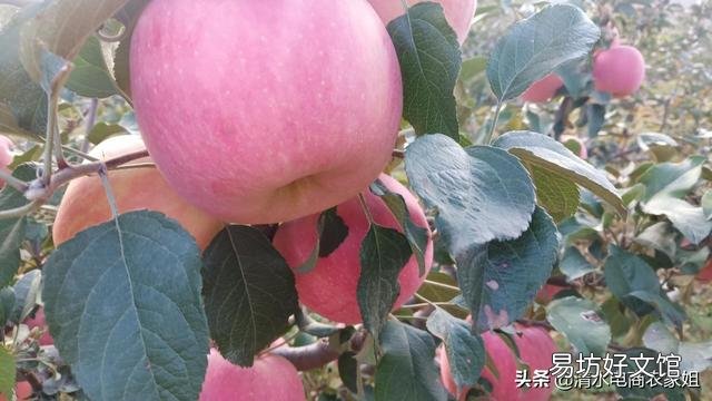 今年部分地区红富士，客商只看不收，压价果农没有办法，是什么原因导致的？
