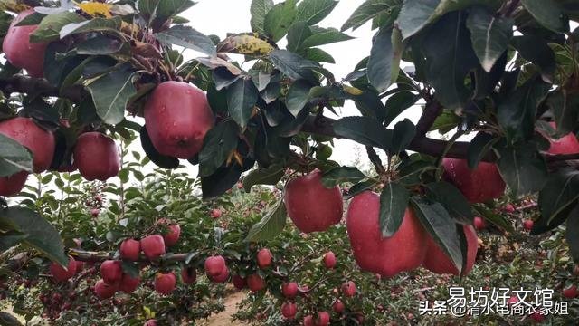今年部分地区红富士，客商只看不收，压价果农没有办法，是什么原因导致的？