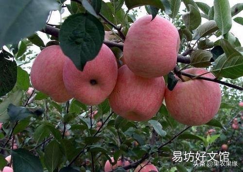 今年部分地区红富士，客商只看不收，压价果农没有办法，是什么原因导致的？