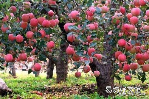 今年部分地区红富士，客商只看不收，压价果农没有办法，是什么原因导致的？