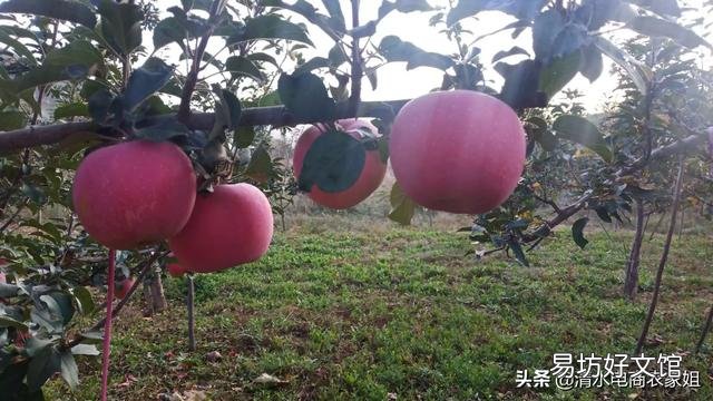 今年部分地区红富士，客商只看不收，压价果农没有办法，是什么原因导致的？