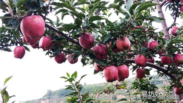 今年部分地区红富士，客商只看不收，压价果农没有办法，是什么原因导致的？
