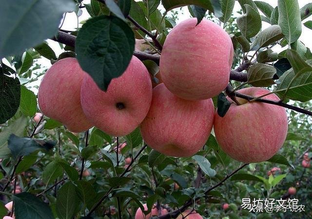 今年部分地区红富士，客商只看不收，压价果农没有办法，是什么原因导致的？