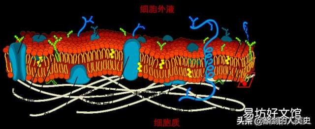 单细胞生物形容人 单细胞生物