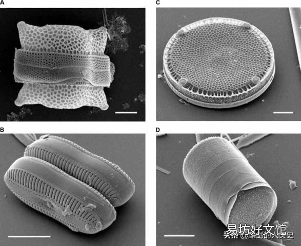 单细胞生物形容人 单细胞生物