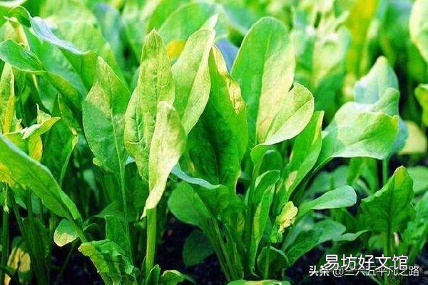 刚种的菠菜,叶片长出来后不久就开花了,而且菠菜很小。是不是和路灯有关系?