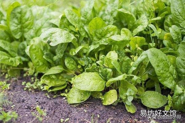 刚种的菠菜,叶片长出来后不久就开花了,而且菠菜很小。是不是和路灯有关系?