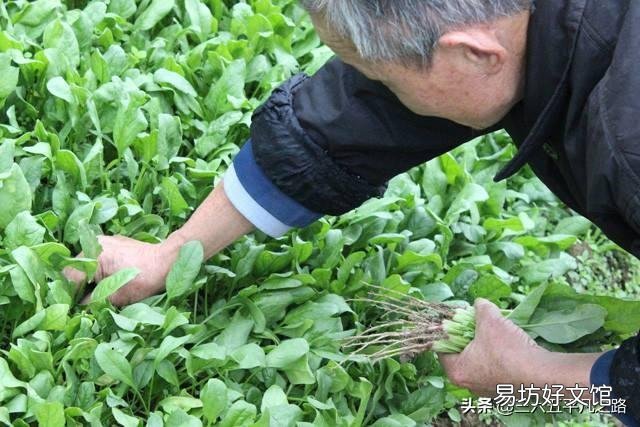 刚种的菠菜,叶片长出来后不久就开花了,而且菠菜很小。是不是和路灯有关系?