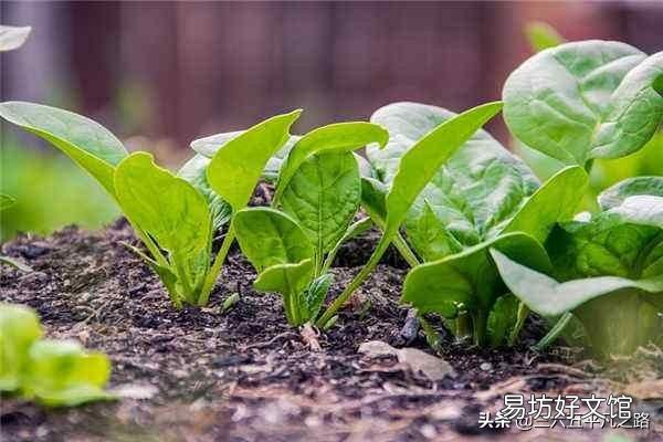 刚种的菠菜,叶片长出来后不久就开花了,而且菠菜很小。是不是和路灯有关系?