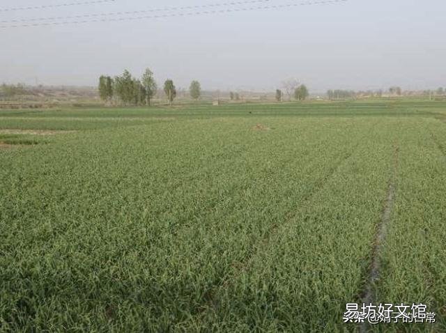 下雨的时候适合种植大蒜吗?