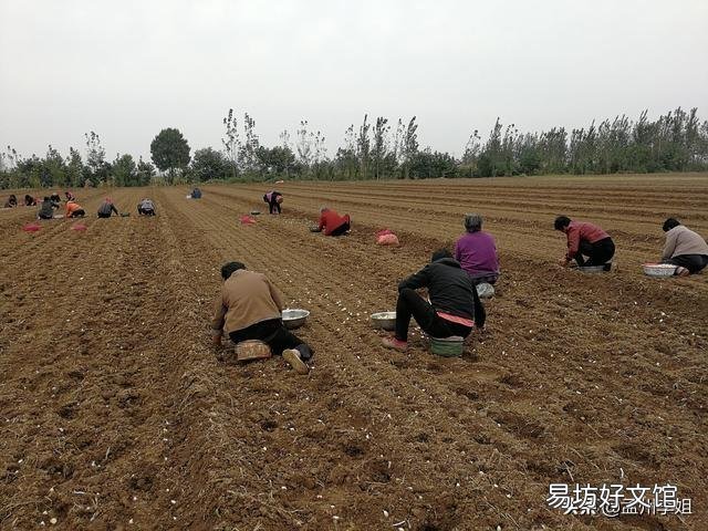 下雨的时候适合种植大蒜吗?