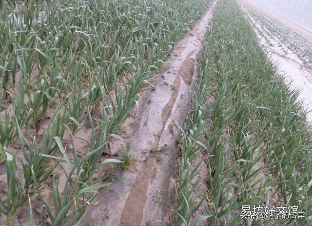 下雨的时候适合种植大蒜吗?