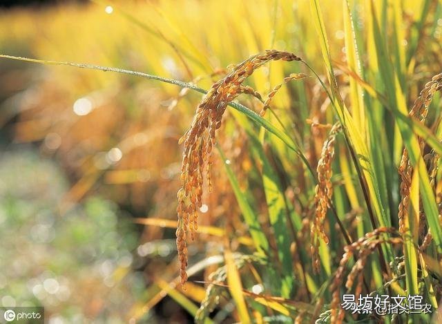 19年水稻能涨价吗?