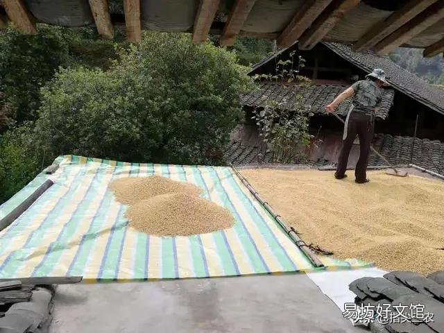 19年水稻能涨价吗?
