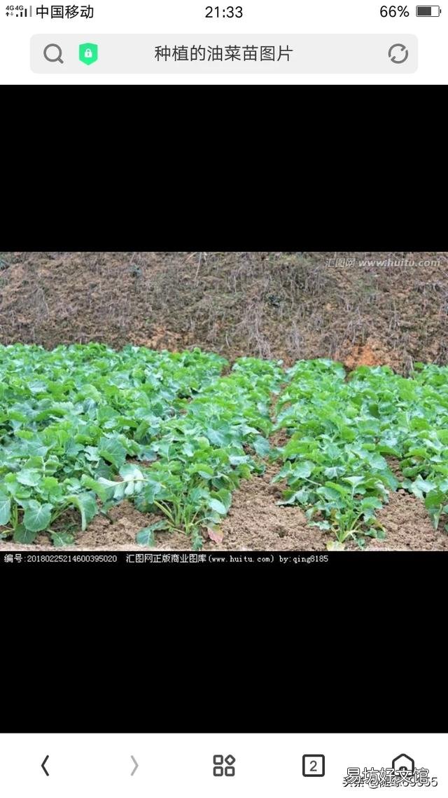 现在种植菜籽晚吗?