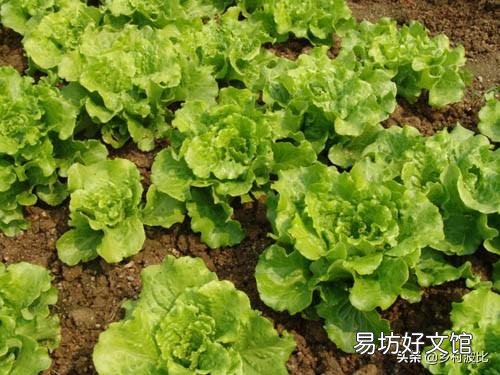 现在季节该种什么莱?