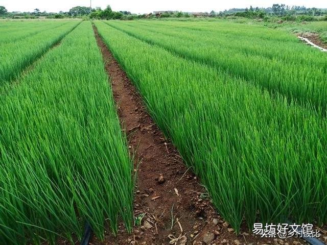 现在季节该种什么莱?