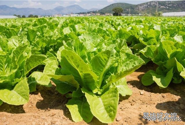 现在季节该种什么莱?