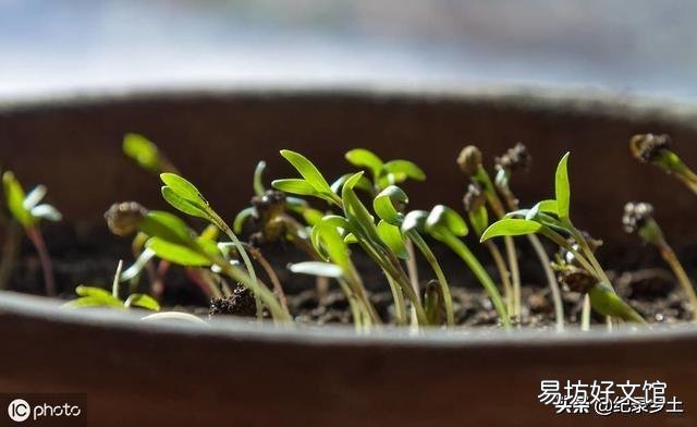 现在季节该种什么莱?