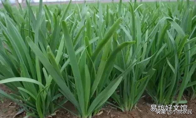 韭菜收割之后,可以施加肥料吗?