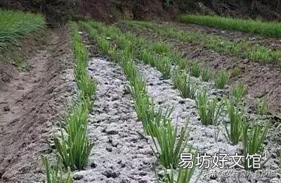 韭菜收割之后,可以施加肥料吗?