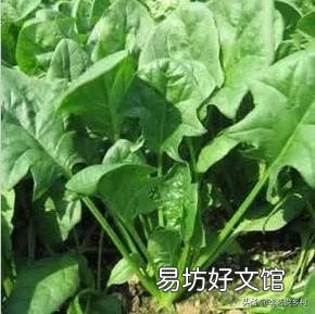 有哪些蔬菜比较耐冻,可以在秋分后种植?