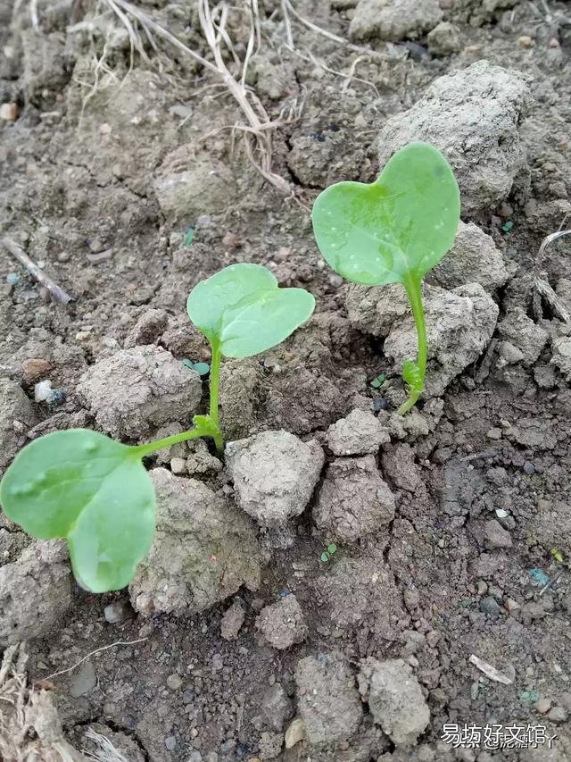 有哪些蔬菜比较耐冻,可以在秋分后种植?