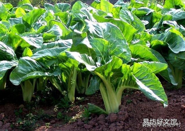 有哪些蔬菜比较耐冻,可以在秋分后种植?