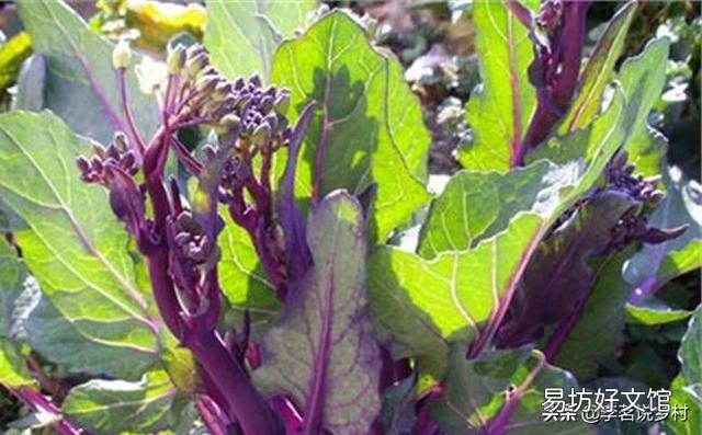 有哪些蔬菜比较耐冻,可以在秋分后种植?