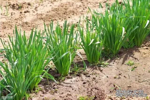 有哪些蔬菜比较耐冻,可以在秋分后种植?