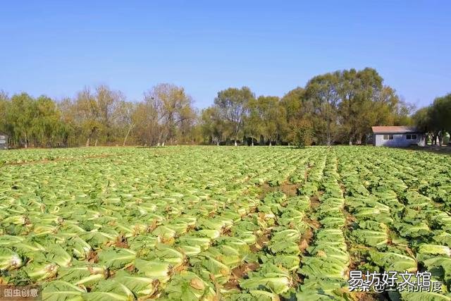 有哪些蔬菜比较耐冻,可以在秋分后种植?