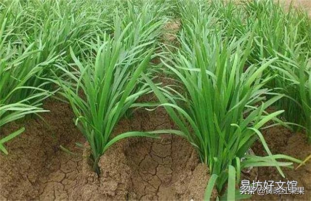 韭菜收割之后,可以施加肥料吗?