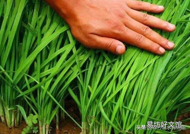 韭菜收割之后,可以施加肥料吗?