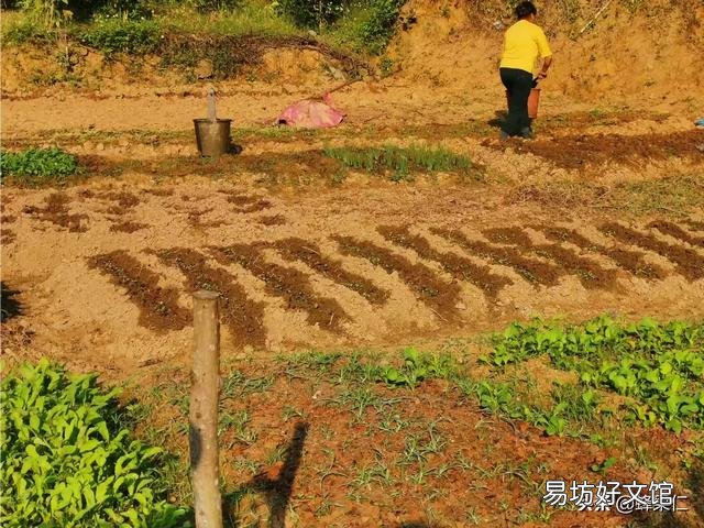 有哪些蔬菜适合十月种植,要注意点什么?