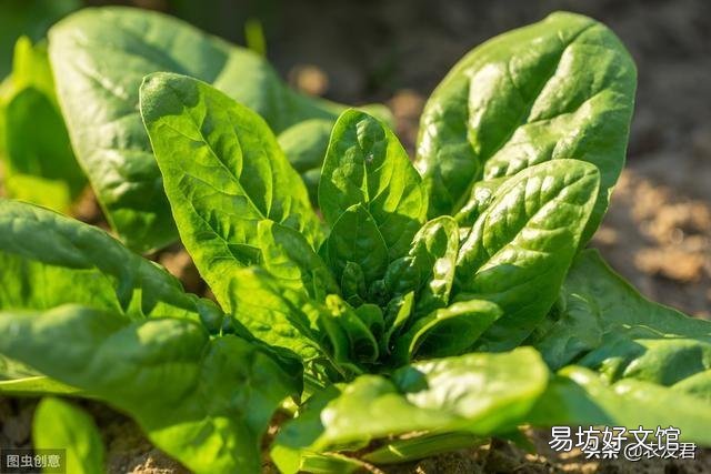 有哪些蔬菜适合十月种植,要注意点什么?
