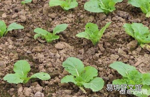 有哪些蔬菜适合十月种植,要注意点什么?