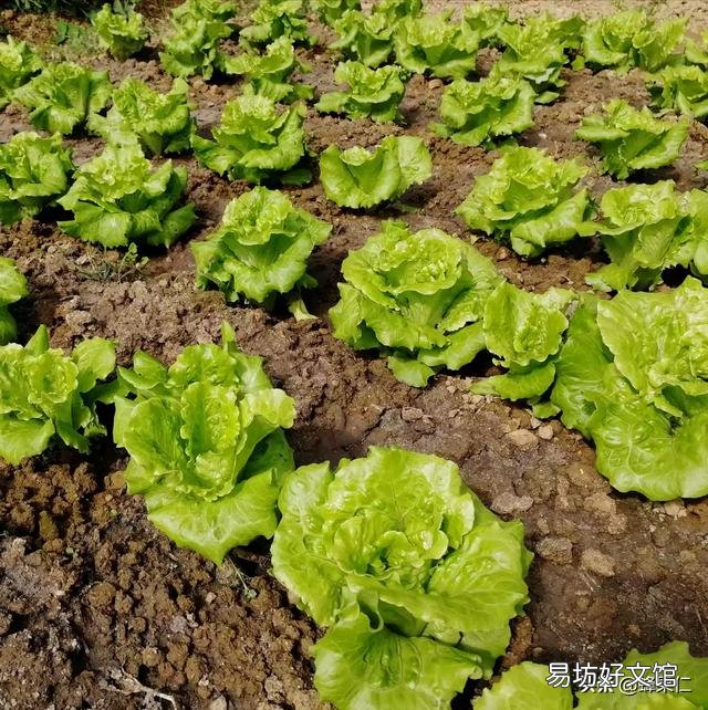 有哪些蔬菜适合十月种植,要注意点什么?