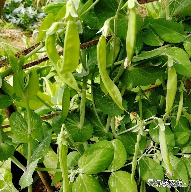 有哪些蔬菜适合十月种植,要注意点什么?