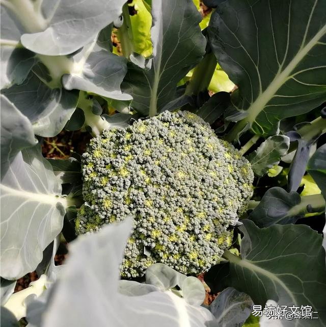 有哪些蔬菜适合十月种植,要注意点什么?