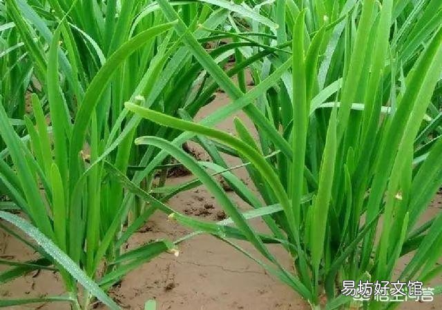有哪些蔬菜适合十月种植,要注意点什么?