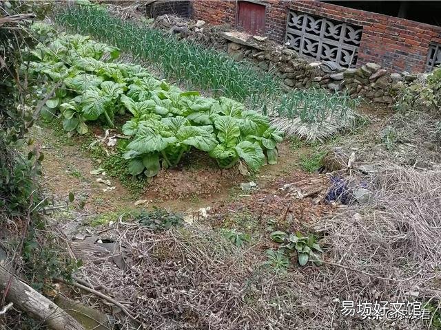有哪些蔬菜适合十月种植,要注意点什么?