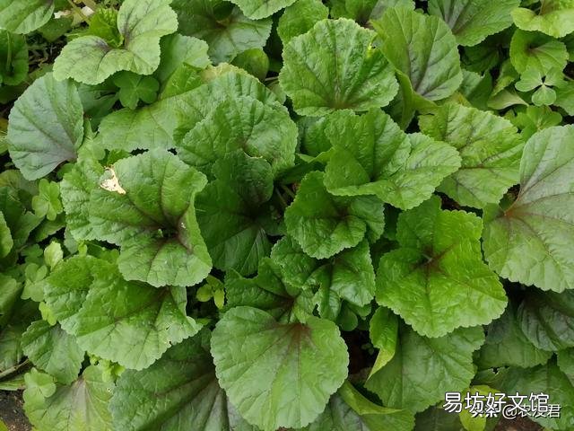 有哪些蔬菜适合十月种植,要注意点什么?