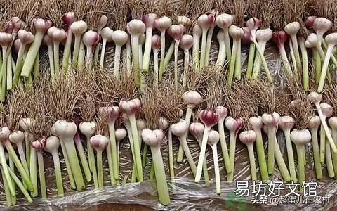 白菜地里可以套种大蒜吗?