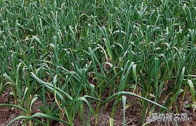 白菜地里可以套种大蒜吗?